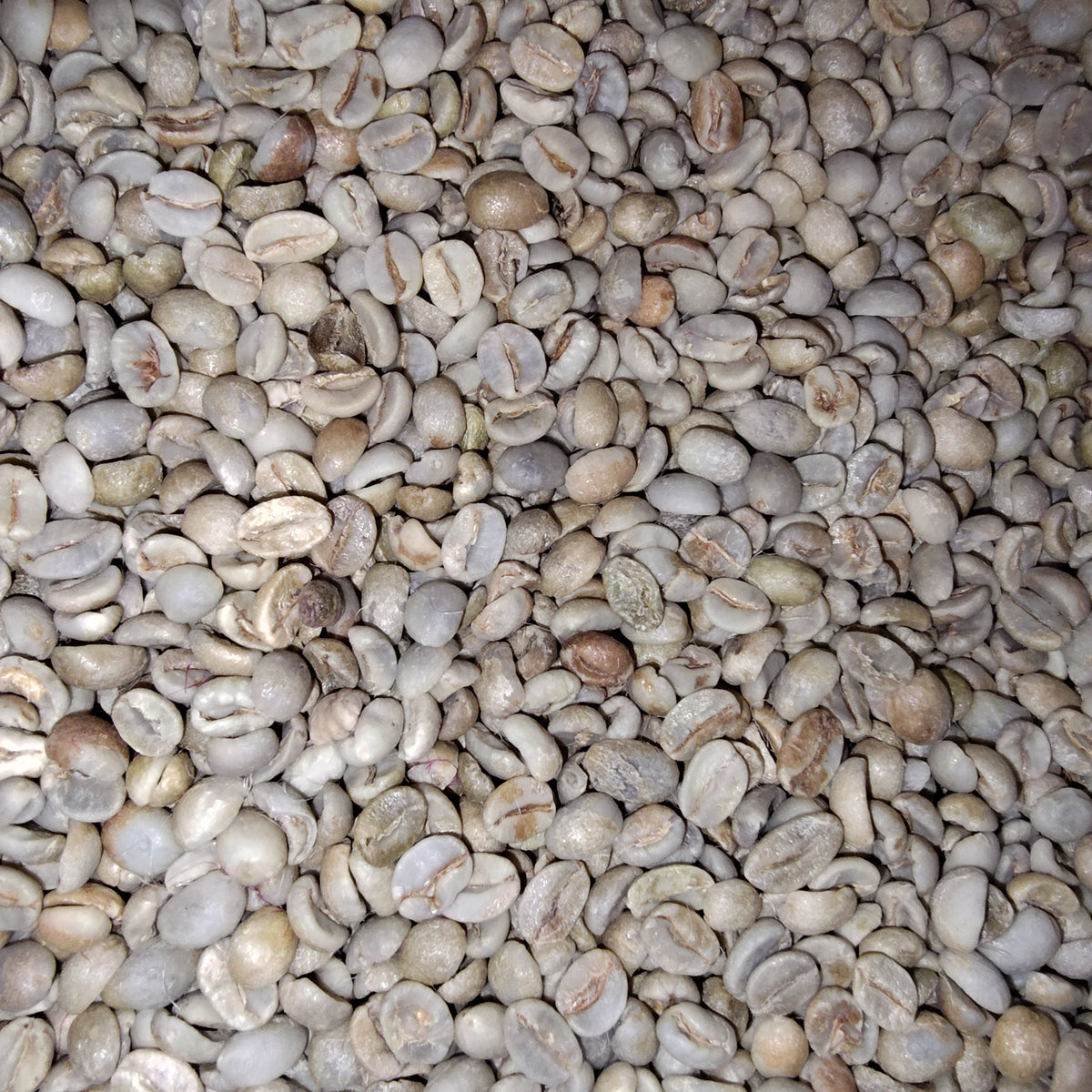 A close-up pile of raw, unroasted coffee beans with a light beige and gray coloration.