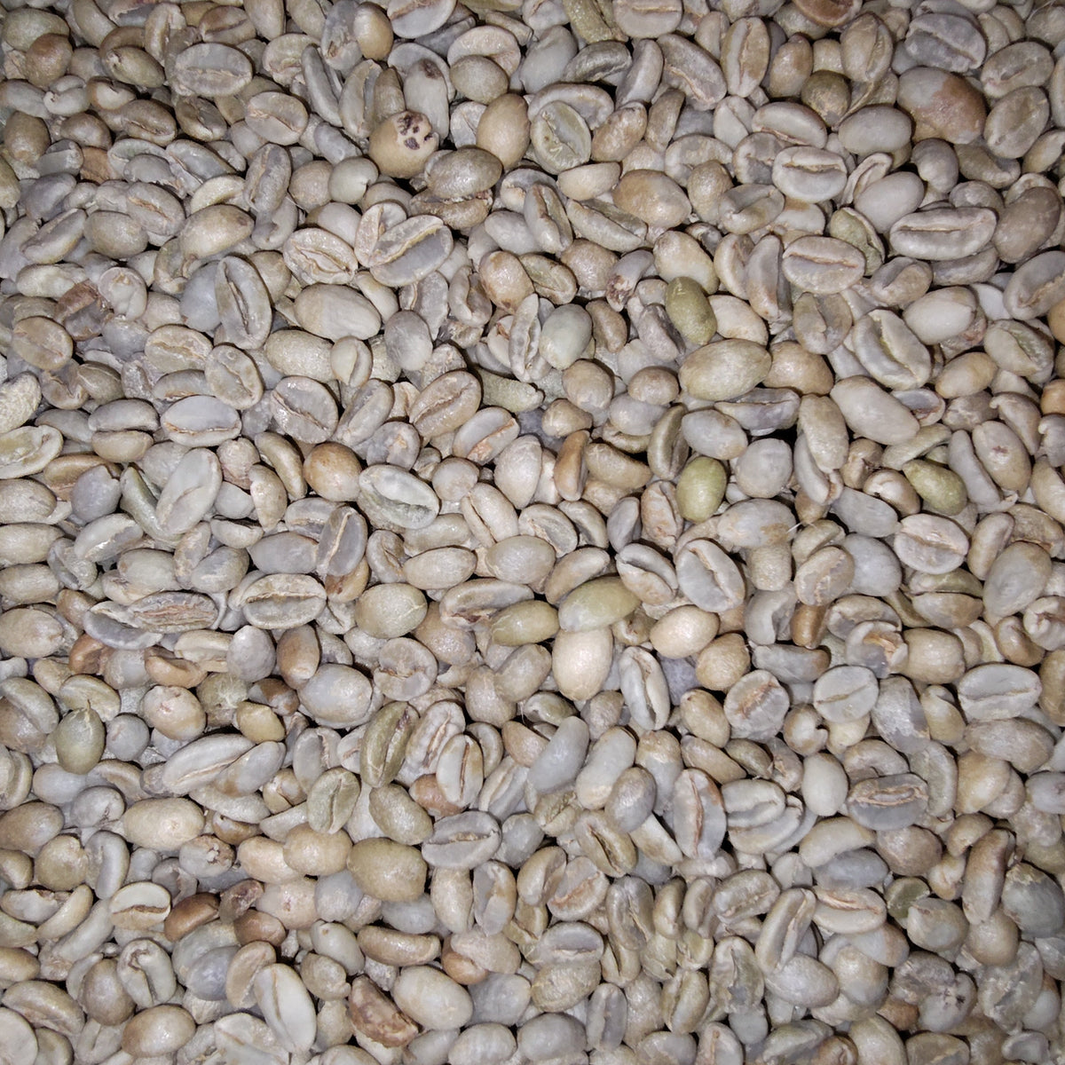 A close-up view of many raw coffee beans filling the frame, showing their light tan to beige color with subtle greenish and brown variations.